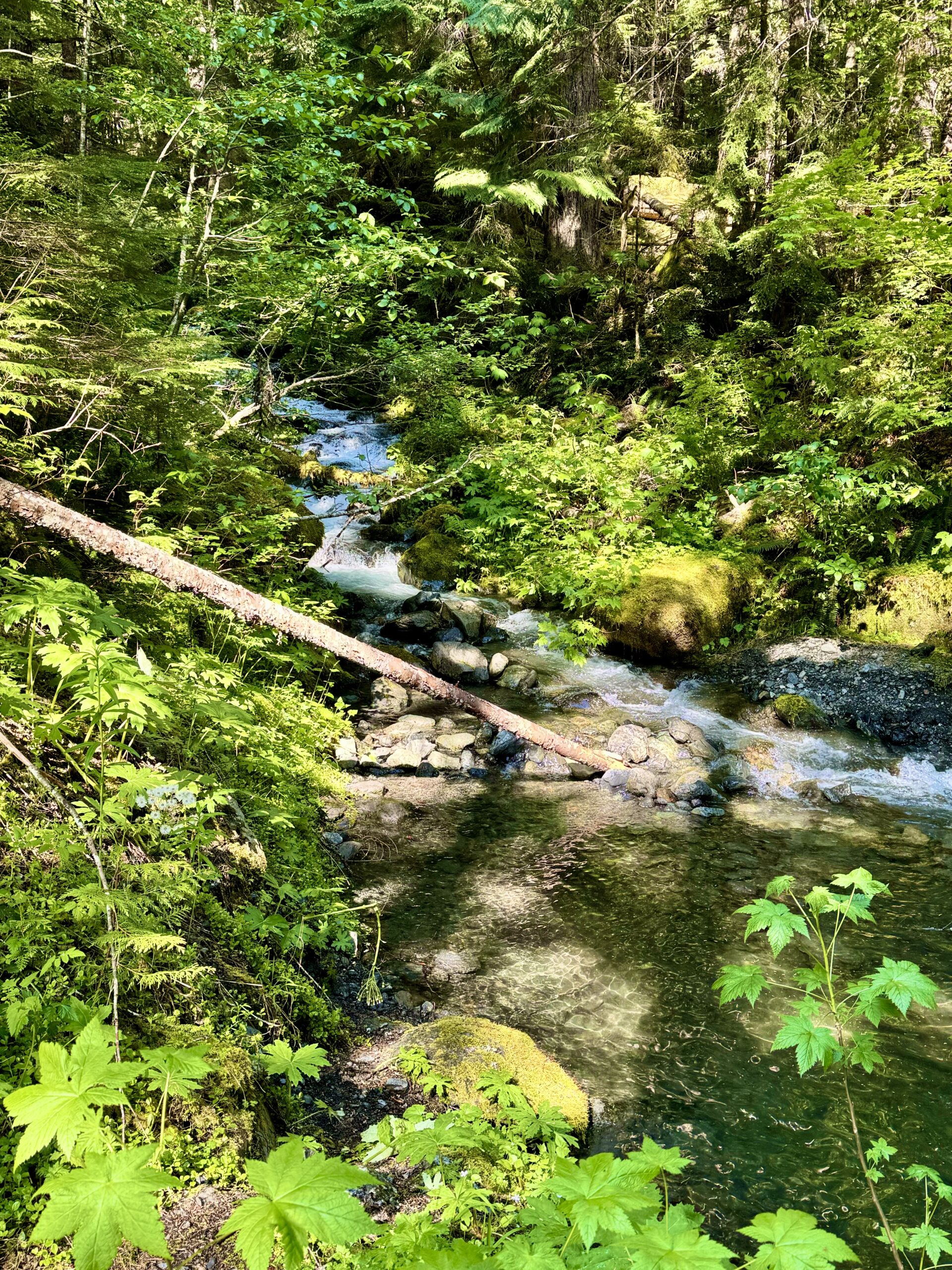 Creeks Near Mt. Baker Ski Area & Glacier WA