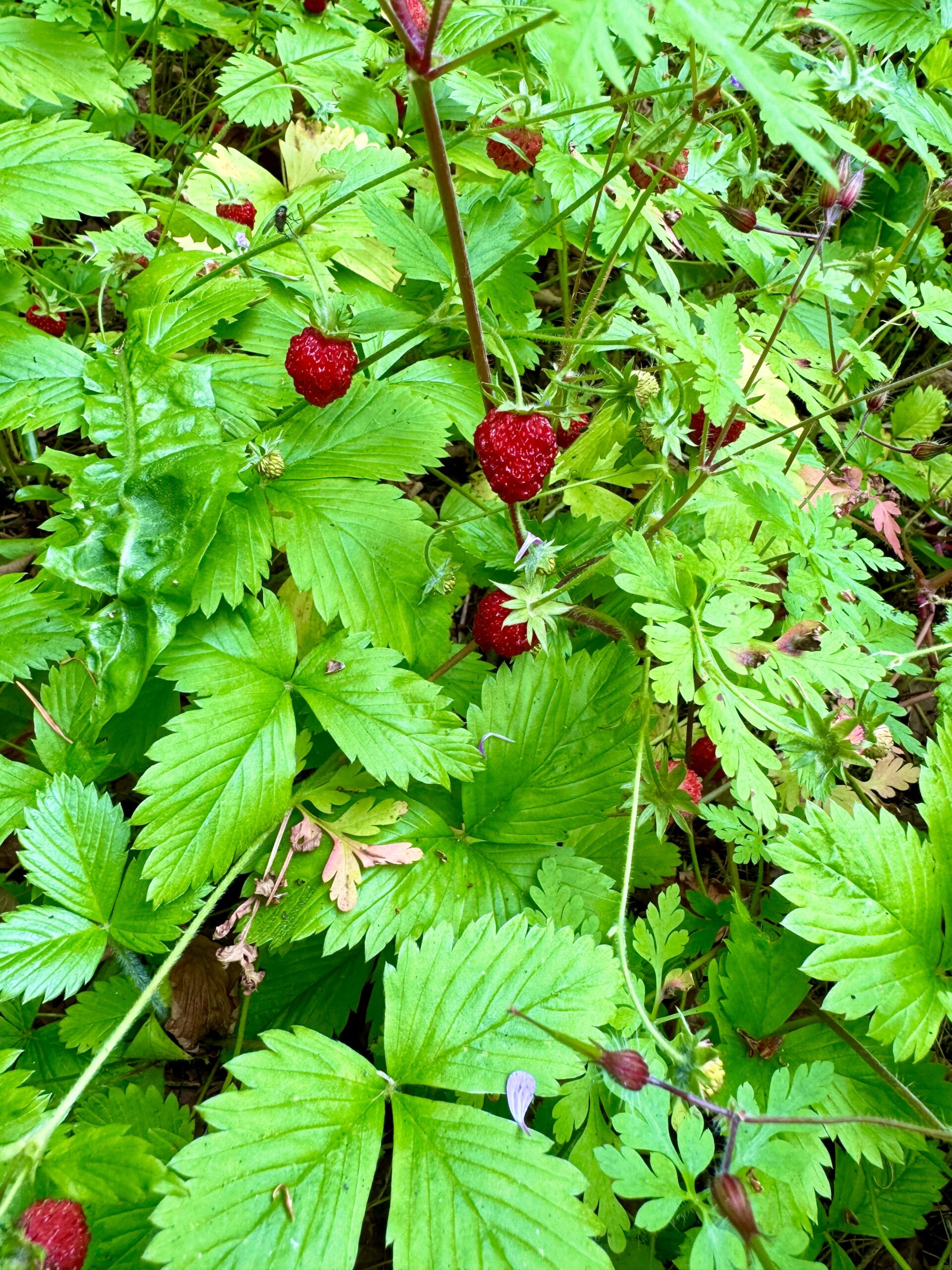 Wild Strawberries at Mt. Baker