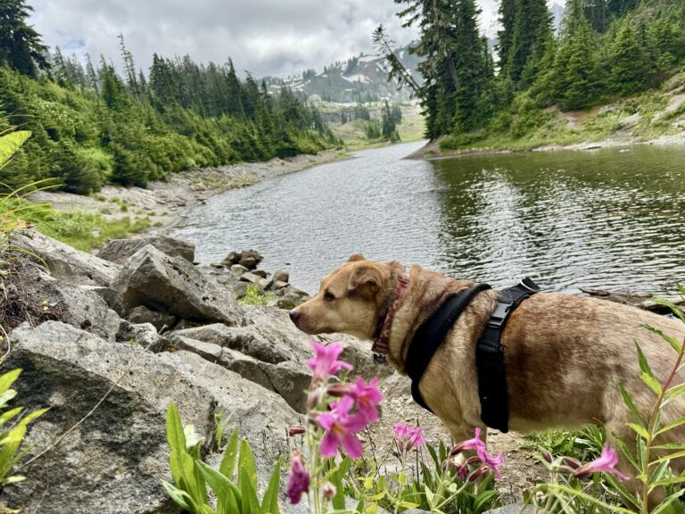 Is The Mt. Baker/ Snoqualmie National Forest Dog Friendly?