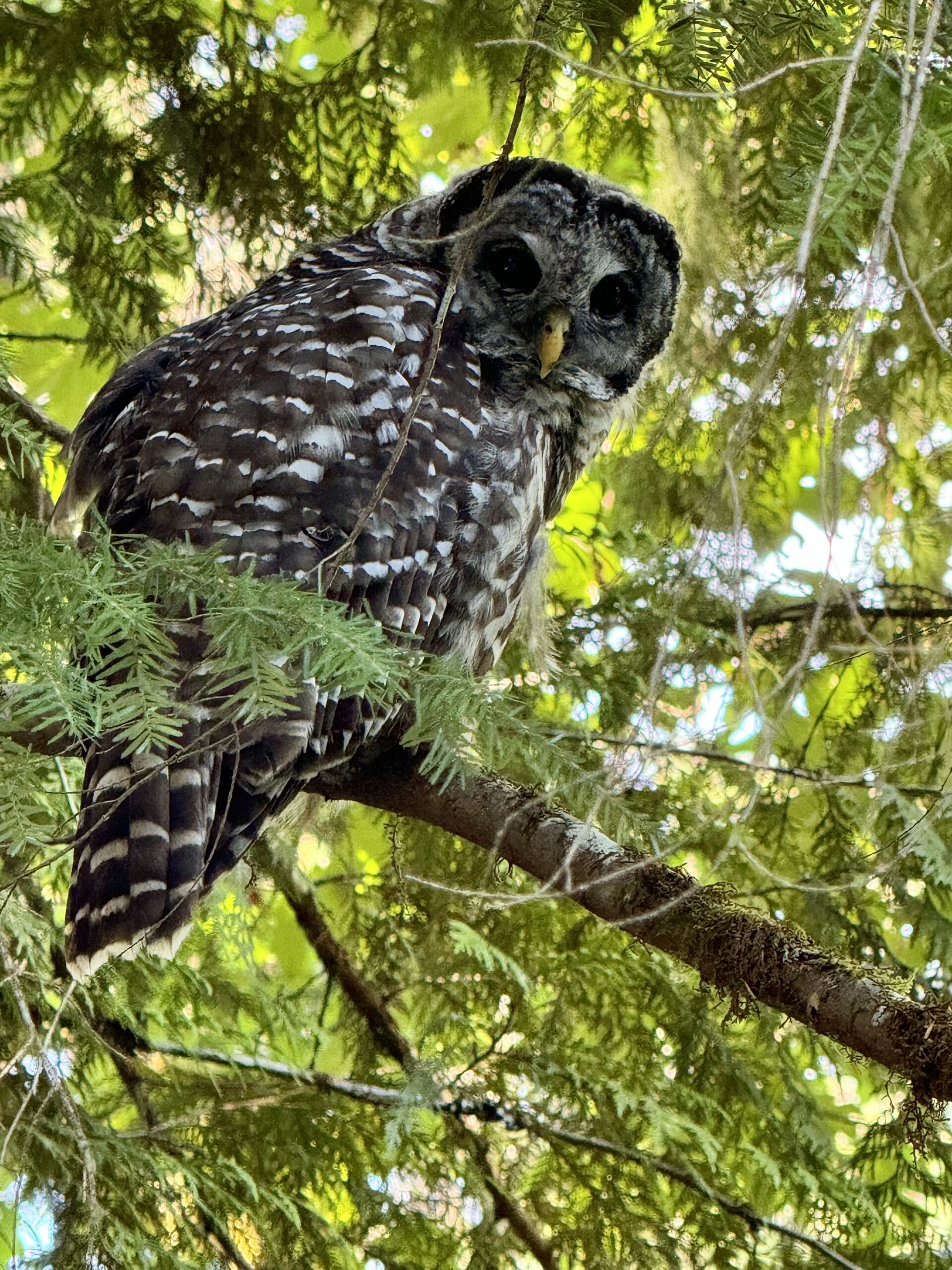 Are There Owls Near Mt. Baker?