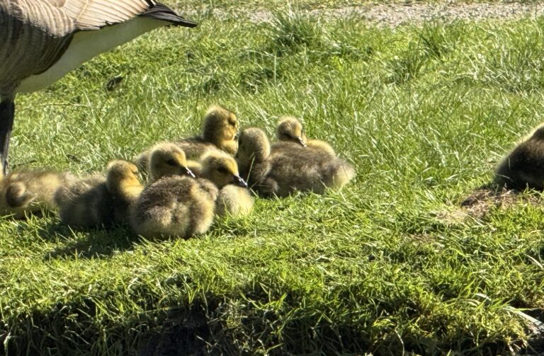 Spring Babies